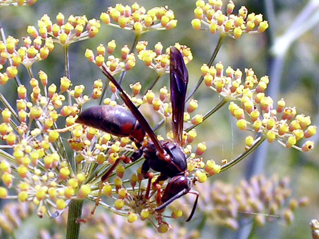 paper wasp spitting