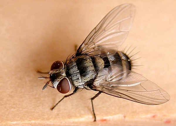 Fly Pictures